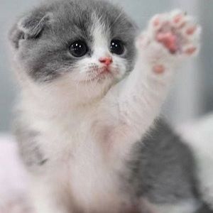 Meet your Posher, Almaelisa